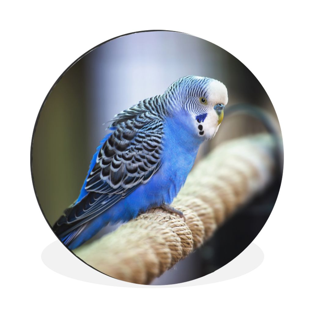 MuchoWow Aluminium Wandkreis Leuchtend blauer Sittich an einem dicken Seil Ø 90 cm Wanddeko Modern Wohnzimmer - Mauerkreis - Wandbilder - Runde ...