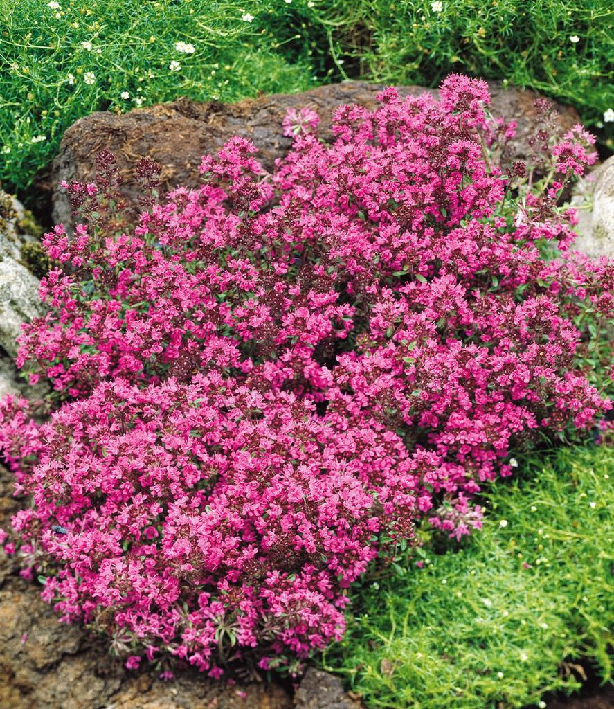 BALDUR Garten 3x Winterharter Bodendecker-Thymian, Pflanzen im 9x9 cm-Topf, Thymus, Sandthymian, 4-5 Pflanzen auf 1 qm, winterhart, Bodendecker, tr...
