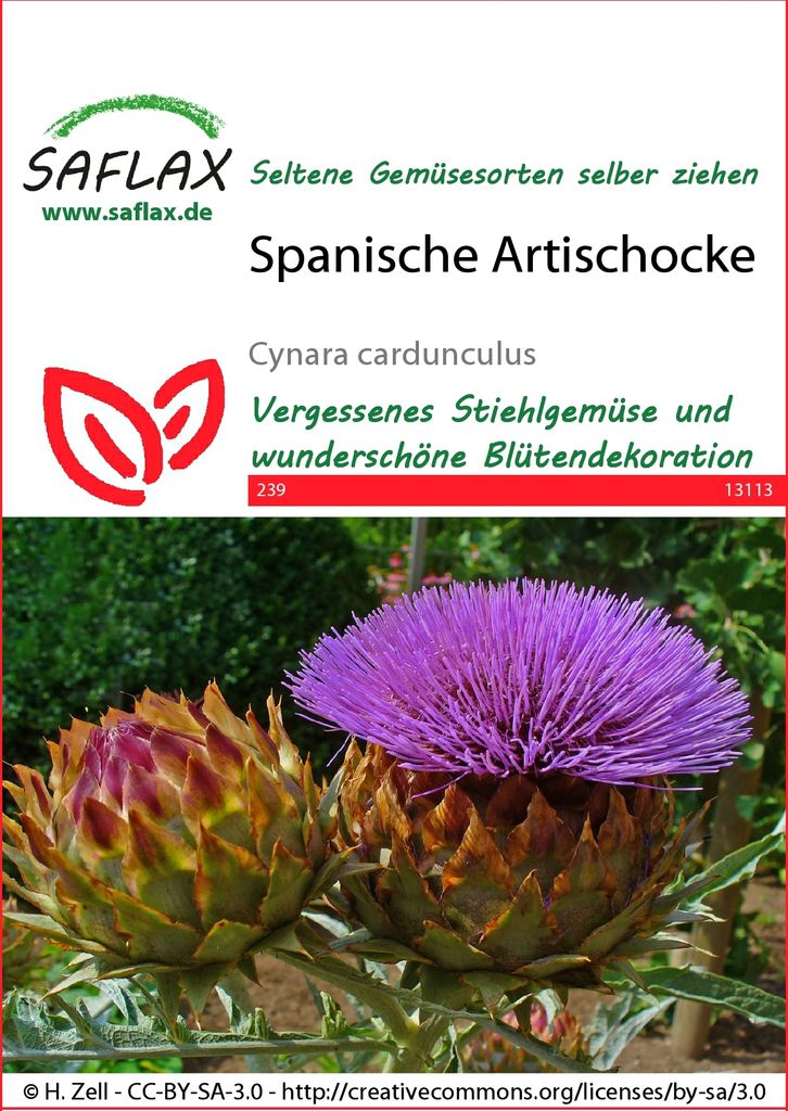Saflax - Garden In The Bag - 50 Seeds - Cardoon / Spanish Artichoke Cardon Cardo Alcachofa Silvestre Spanische Artischocke