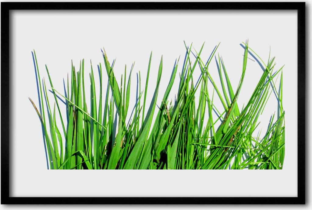 Bild 60x40 MDF-Rahmen Wandkunst Grass On Wall