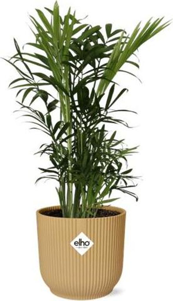 Bergpalme – Chamaedorea Elegans – pflegeleichte Zimmerpflanze im Topf Vibes Fold 14cm Gelb – luftreinigend & dekorativ