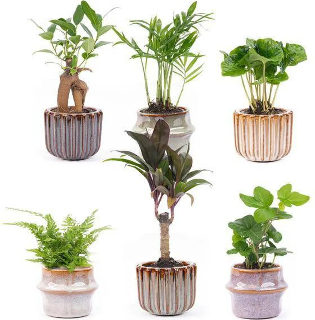 Plantes d'intérieur en kit complet avec pots Barcelona pour petit espace