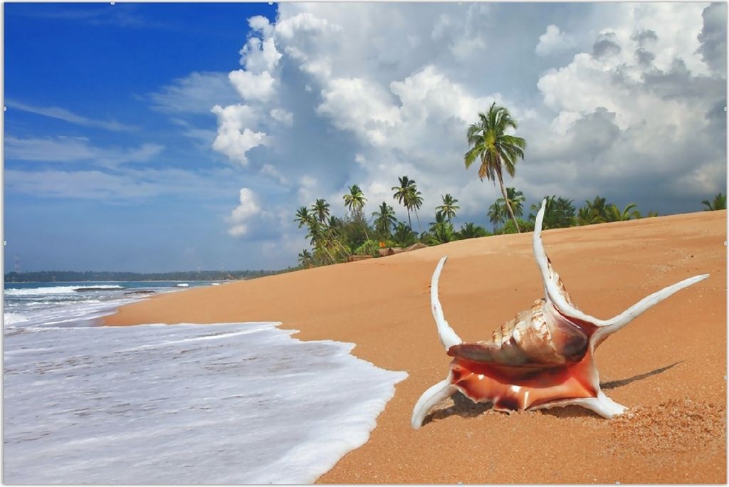 Wallario Wandbild Prächtige Muschel am Strand, Größe: 61 x 91,5 cm, Poster mit rahmenlosen Bildhalter