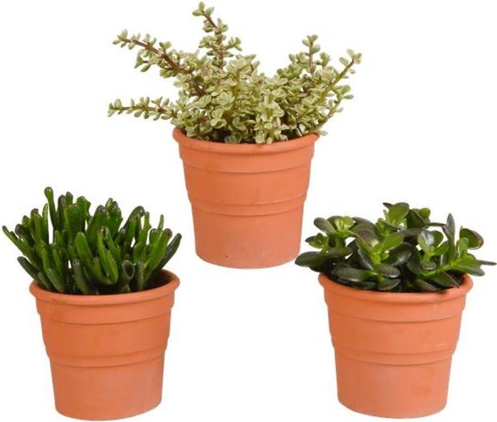 Crassula Mix 3 Pflanzen Ø10,5cm Dickblatt im Terrakotta-Topf Zimmerpflanzen