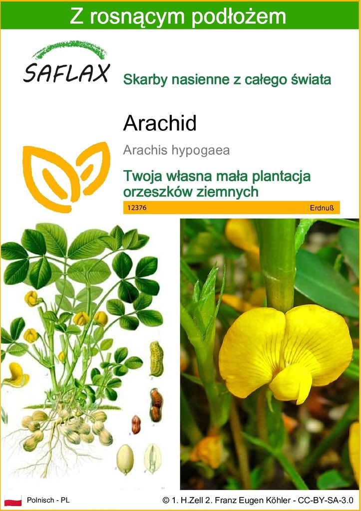 SAFLAX - Arachid - 8 Nasiona - Z podłożem uprawowym wolnym Zdjęcie produktu 