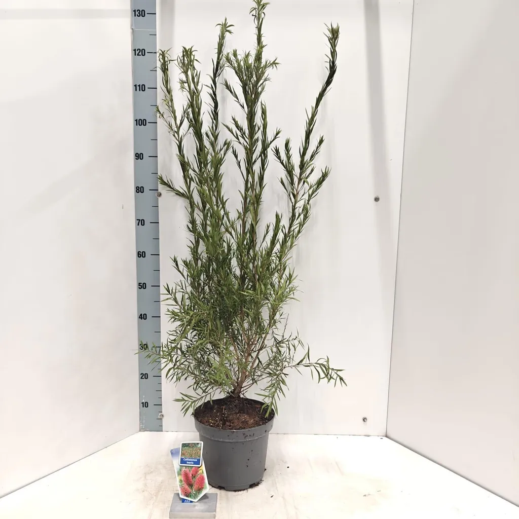 Arbuste à fleurs Callistemon laevis en pot 90-100 cm pour jardin d'été
