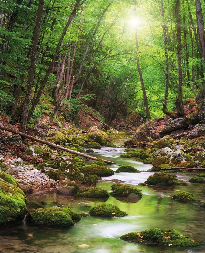 Wallario Magnet für Kühlschrank / Geschirrspüler, magnetisch haftende Folie - 60 x 80 cm, Motiv: Fluss im Wald