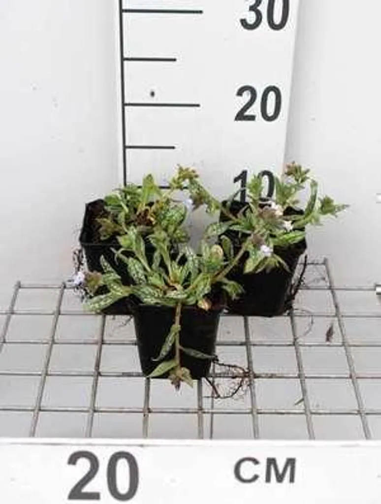 Lot de 6 Pulmonaires Opal en godets - Plante vivace couvre-sol ombre