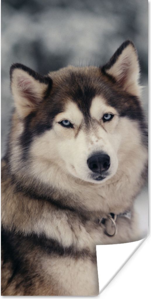 MuchoWow Poster Porträt eines Huskys 20x40 cm - Plakat - Foto
