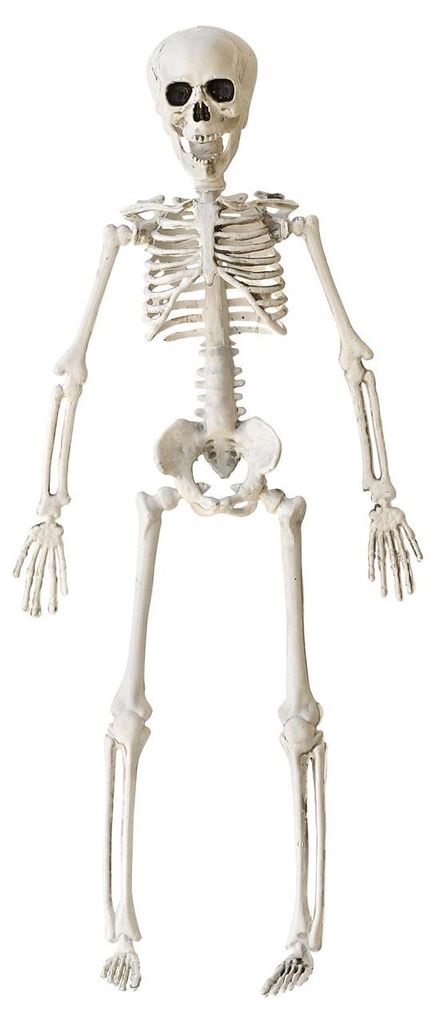 Halloween Skelett 40 cm - Beweglich Produktbild 
