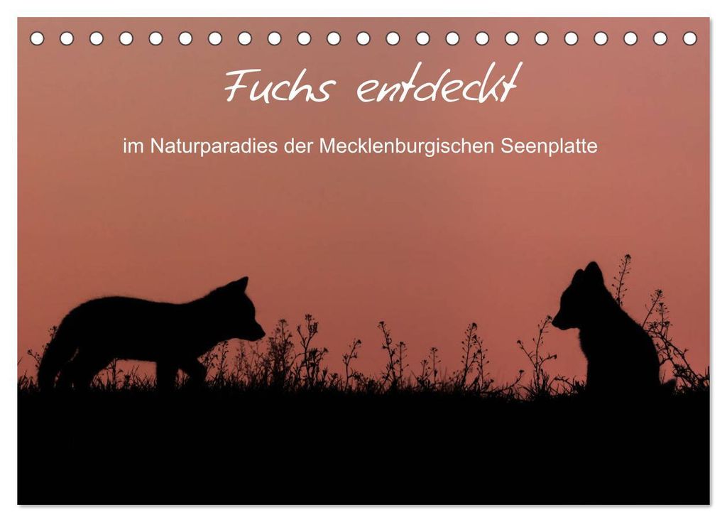 Fuchs entdeckt - im Naturparadies der Mecklenburgischen Seenplatte (Tischkalender 2027 DIN A5 quer), CALVENDO Monatskalender