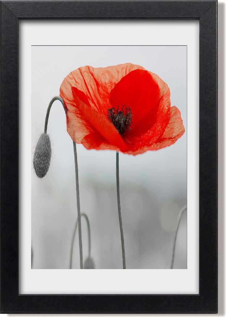 Bild 20x30 MDF-Rahmen, Wandkunst Feldmohnblumen Produktbild 