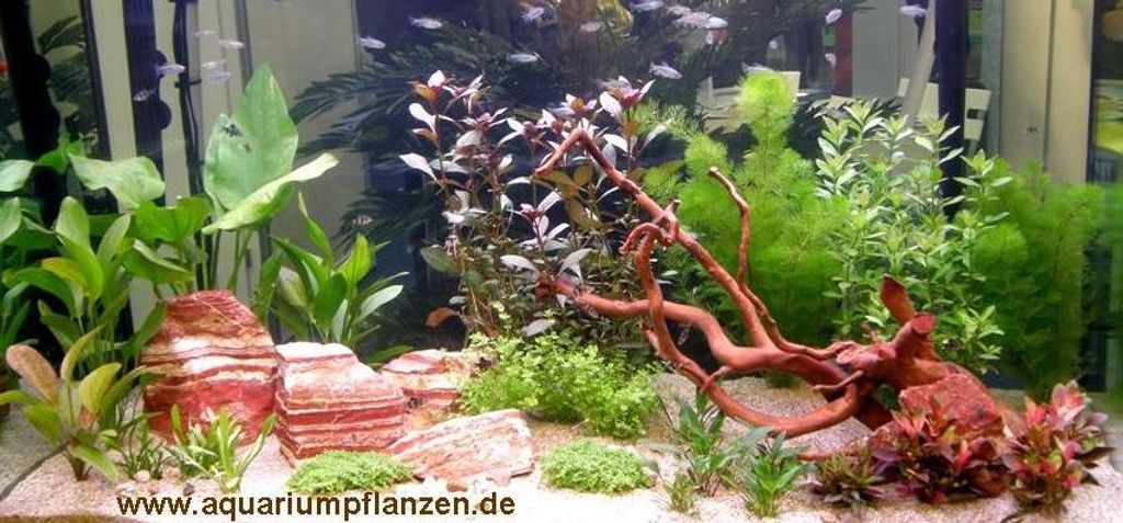 Wasserpflanzen Set für 400 - 450 l Aquarium (16) Produktbild 