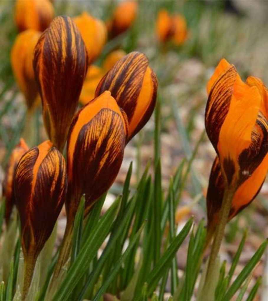 Bulbi da fiore Bulbi da fiore Crocus spring crocus 10 pz. Immagine del prodotto 
