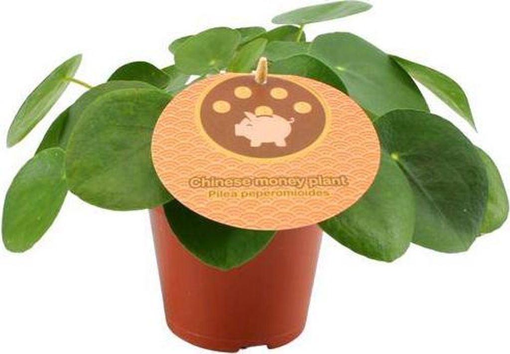 Chinesischer Geldbaum Pilea Peperomioides Ø12cm 20cm Trendige Zimmerpflanze