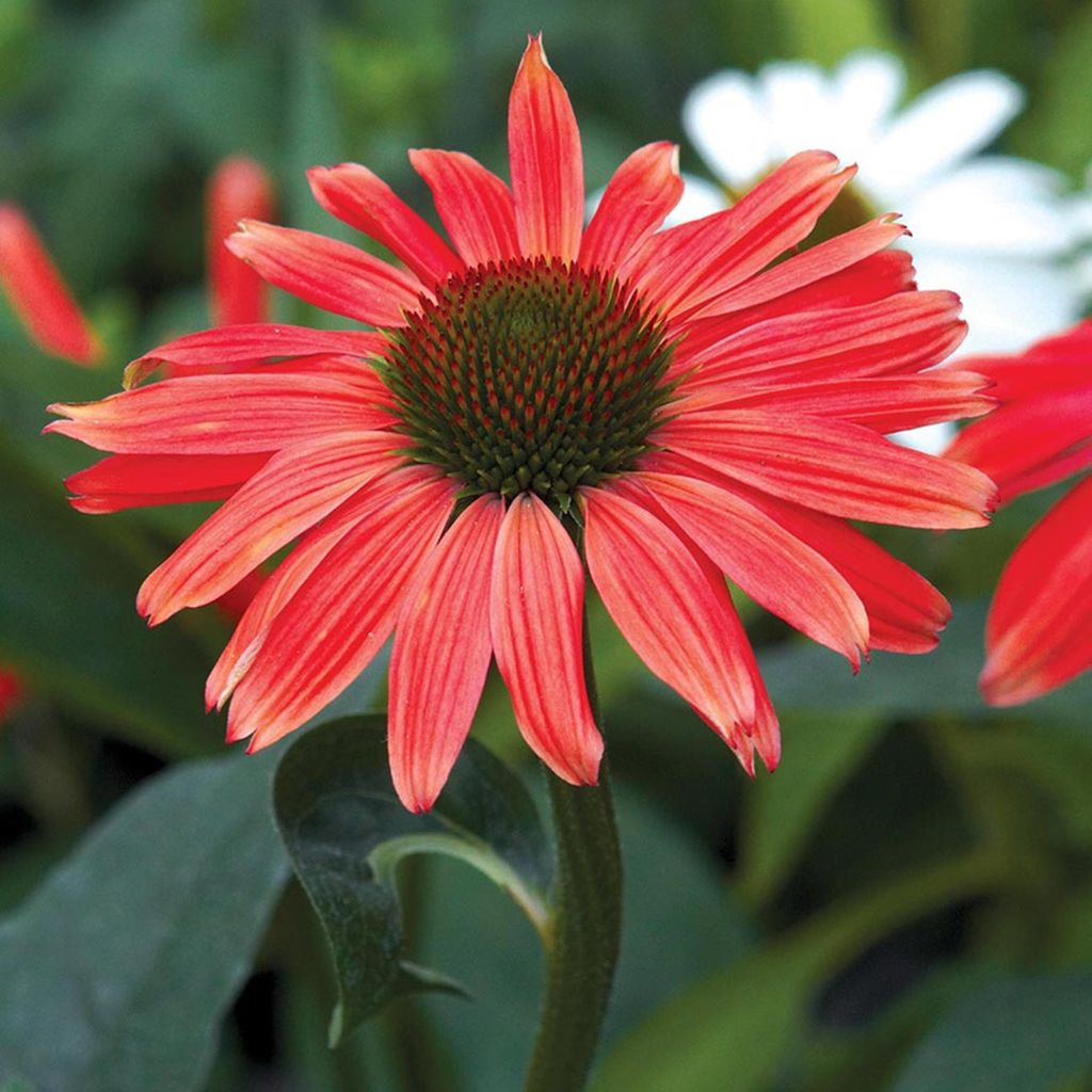 Echinacea Jeżówka Czerwona Red Mangus 1 szt sadzonki Zdjęcie produktu 