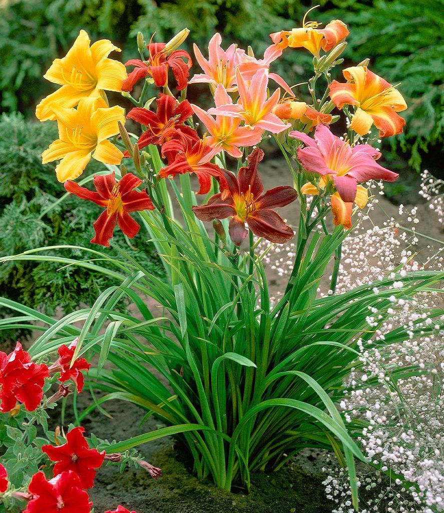 BALDUR Garten 5er Hemerocallis-Mix 'Farben des Sommers', Produktbild 
