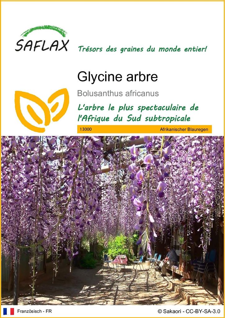 SAFLAX  - Glycine arbre - 15 graines - Bolusanthus Image du produit 