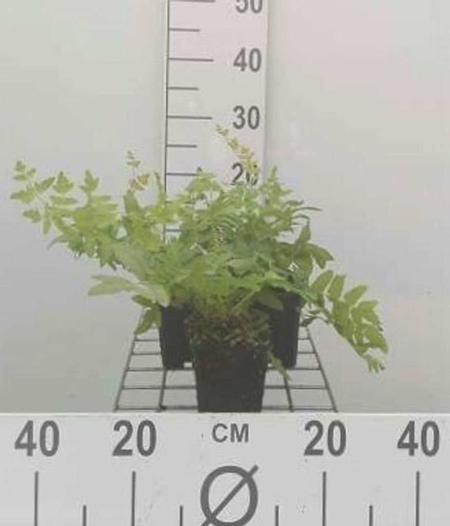 6 x Osmunda regalis - Königsfarn - Topf 9 x 9 cm