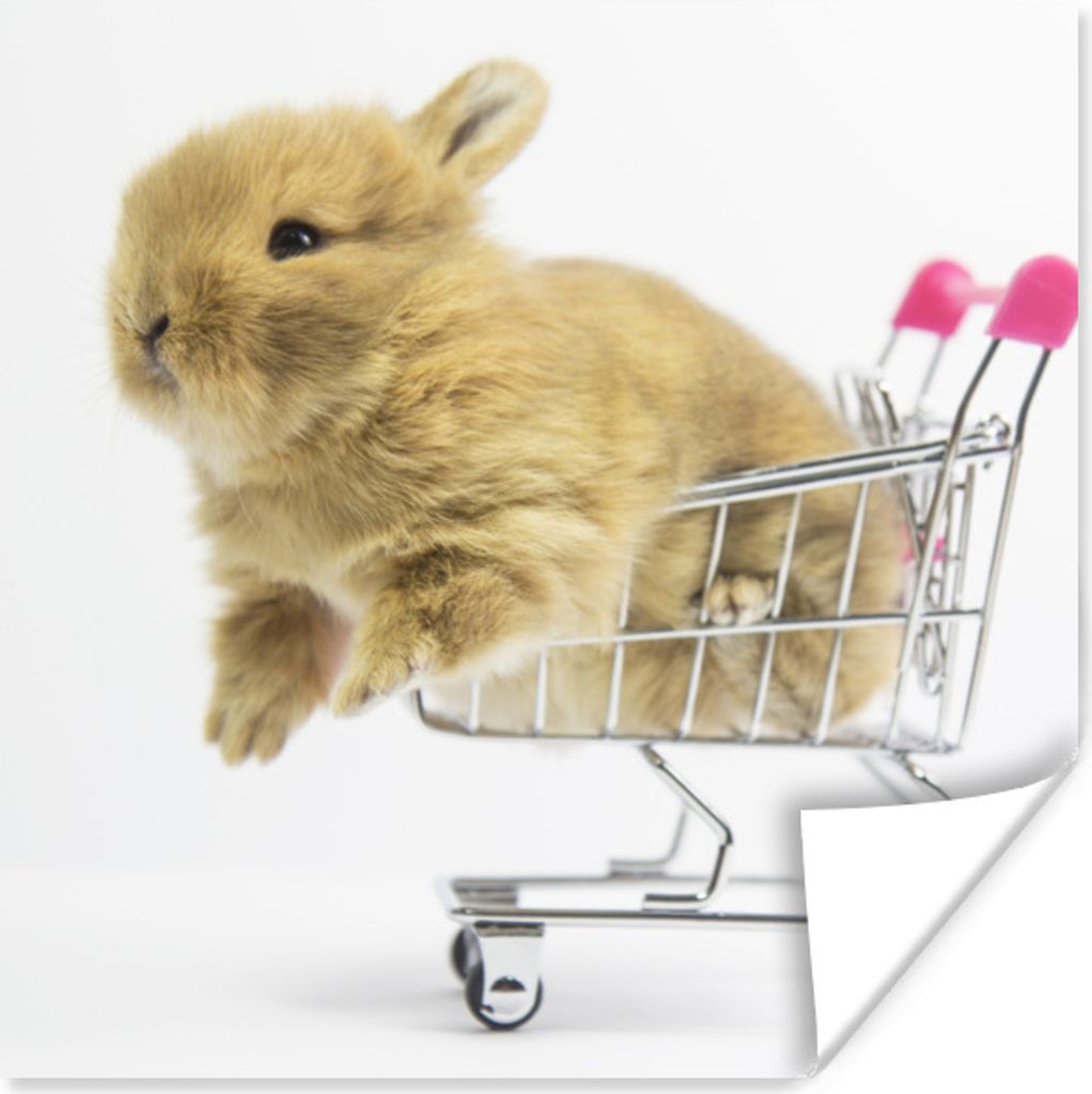 MuchoWow Poster Kaninchen - Baby - Weiß 75x75 cm - Wand Dekoration