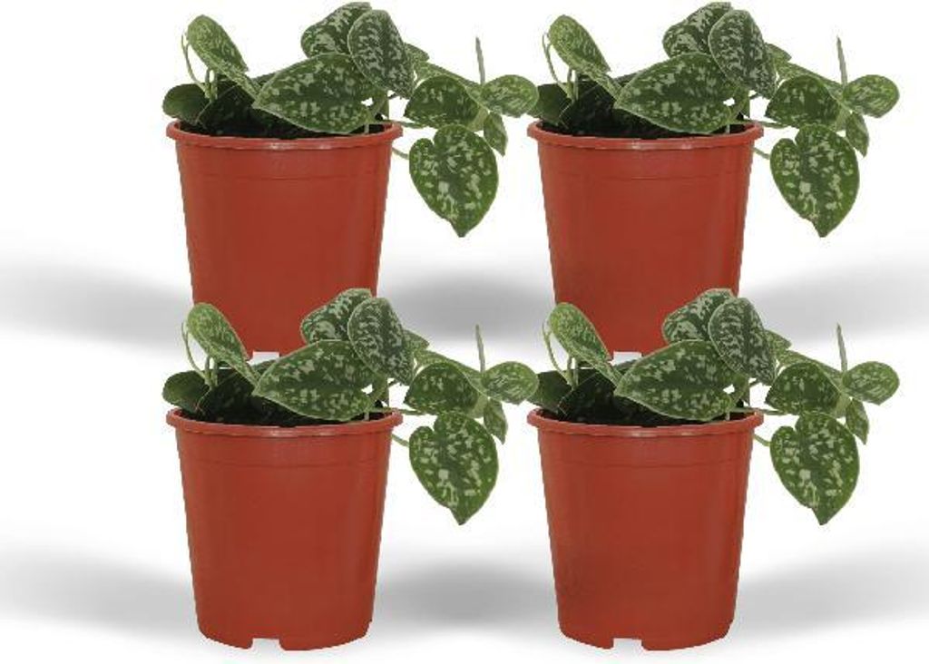 Efeutute Scindapsus pictus Epipremnum 4 Pflanzen Ø12cm Höhe 15cm pflegeleicht