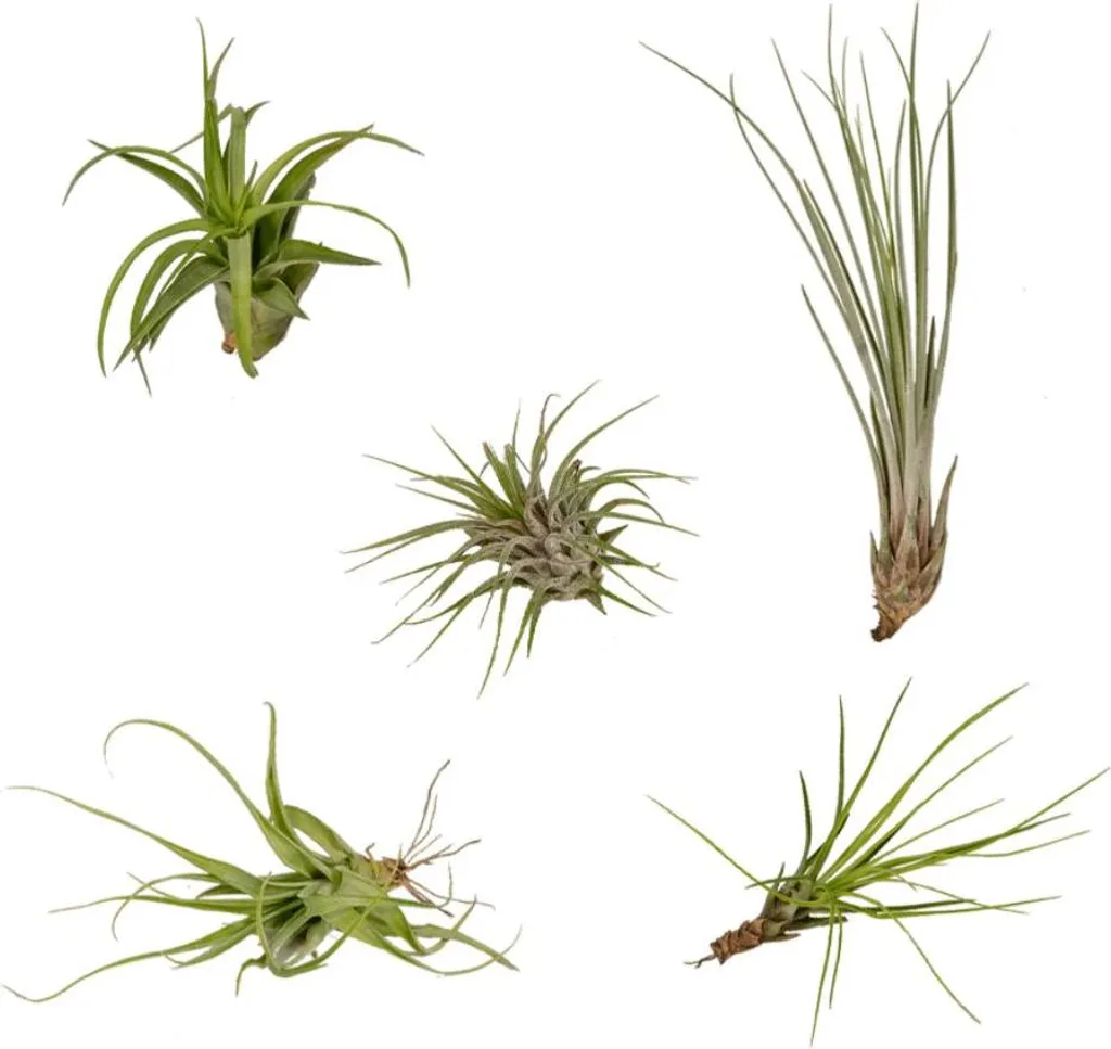 Tillandsia Mix 5 Pezzi 6cm - Piante Aeree Vive per Decorazioni Fai-da-Te