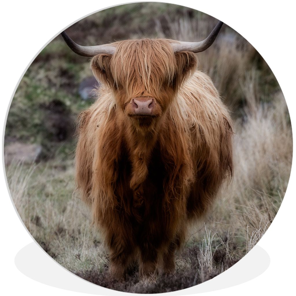 MuchoWow Rundes Wandbild - Runde Bilder Schottischer Hochländer - Moos - Gras Ø 60 cm Kreis Wanddekoration Kunststoff - Wandkreis - Wandschmuck...