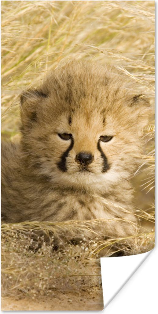 MuchoWow Poster Gepard - Jung - Gras 60x120 cm - Wandschmuck