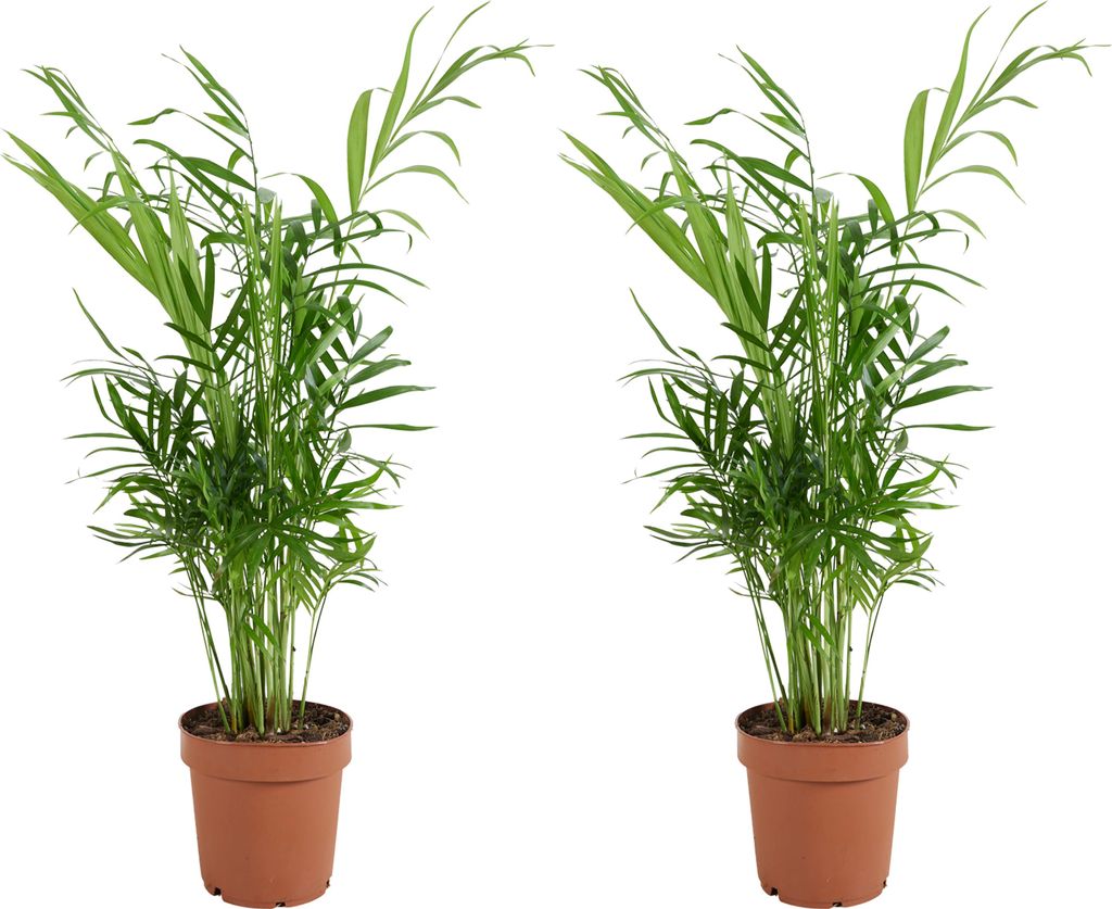 Bloomique - 2er Set - Chamaedorea Elegans - Bergpalme - Zimmerpflanzen - Pflegeleicht - Haustierfreundlich - Höhe 30-40 cm - Topf 12 cm