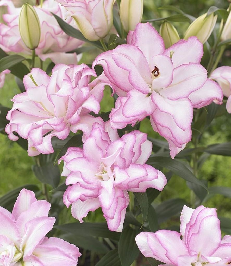 A close-up view of several pink and white lilies in bloom, with green foliage in the background.