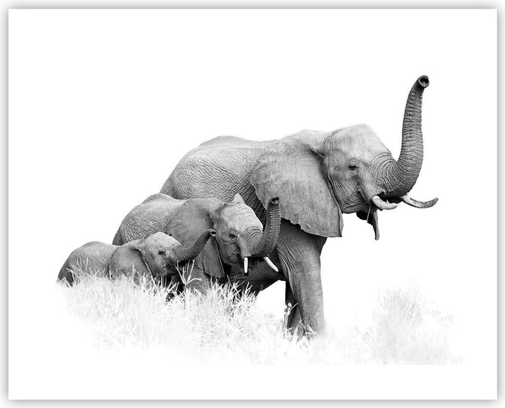 Poster - Poster ohne Rahmen - Elefanten Familie Schwarz und Weiß - 50x40 cm - Wand Bild - Wanddeko - Wandbilder - Kunstposter - Wandposter - Bilde...