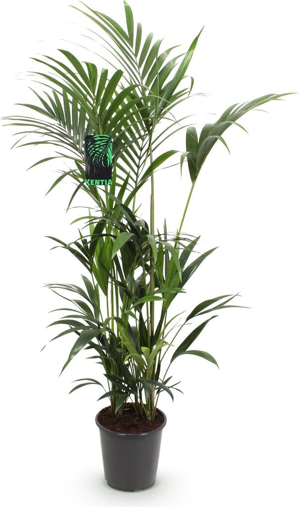 Howea Forsteriana – Kentia-Palme – 160–170cm – 27cm – Pflegeleichte, elegante Zimmerpalme mit fiederartigen Wedeln – Tropisches Highlig...