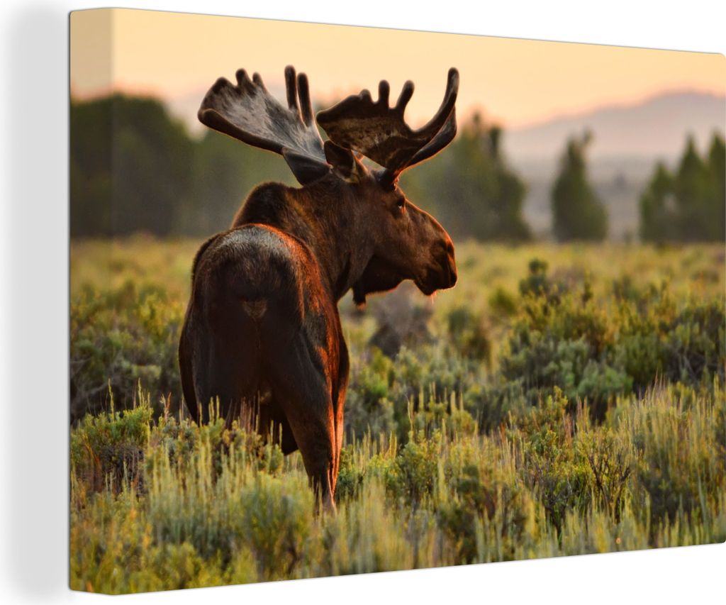 OneMillionCanvasses - Leinwandbilder - 150x100 cm, Elch auf einer offenen Wiese, Wandbilder Kunstdruck Wanddekoration