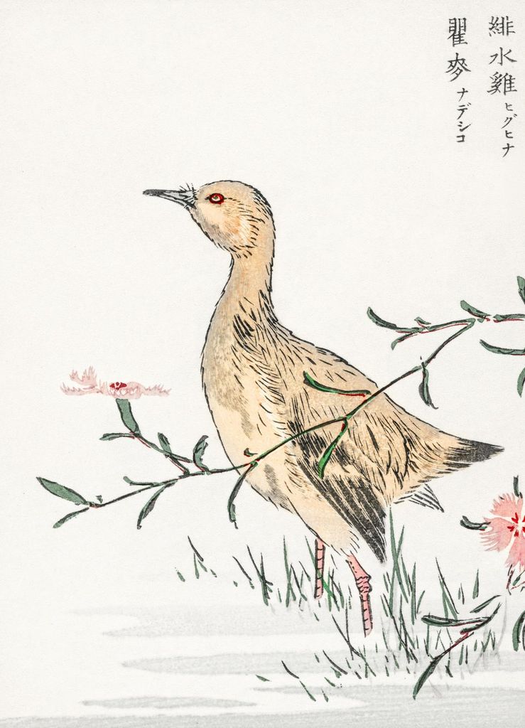 Plakat 13x18cm Rotschenkel, Japanische Kashu Vintage für das Wohnzimmer