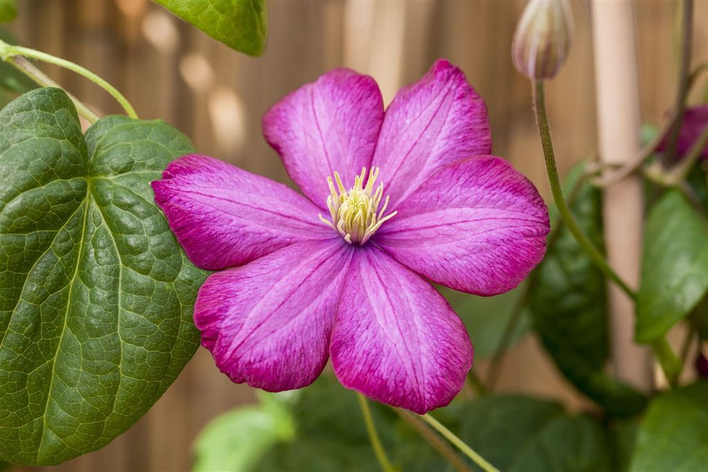 Clematis Hybride 'Ville de Lyon', Waldrebe, karminrot, 80–100 cm