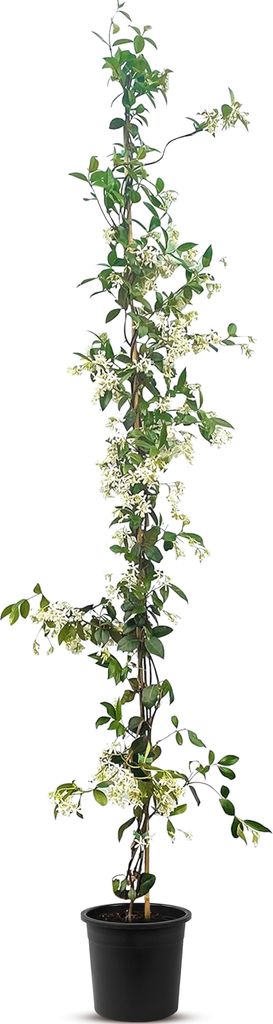 A potted climbing plant with green leaves and small white flowers, standing upright against a white background.