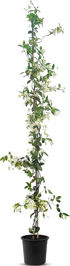 Jasmin de Toscane 160 cm pour haie brise-vue - Grimpante parfumée -18°C