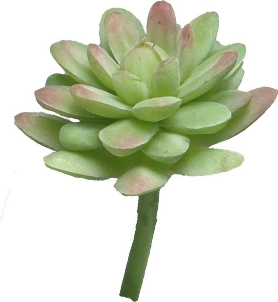 artplants.de Deko Sedum rubrotinctum AOLUO auf Steckstab, Produktbild 