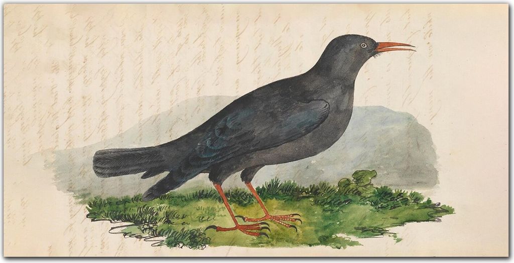 Coloray - Bild aus Glas - Glasbilder - 100 x 50 cm - Wanddekoration Küche Glasblock mit Bild Dekoration Wohnzimmer Gehärtetes Glas - Vögel Tiere