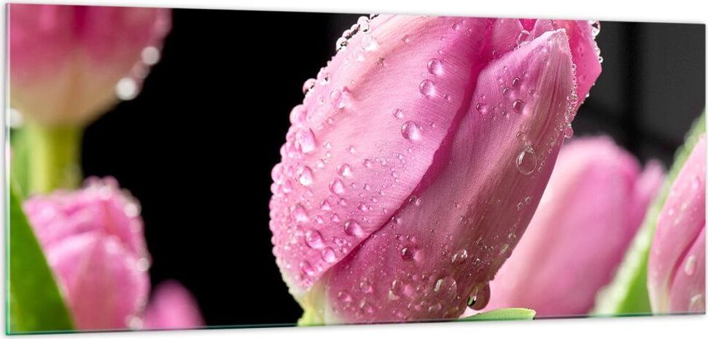 Bilder auf glas - Tulpe Blumen Tau - 100x40cm - Glasbilder - Wandbilder - Kunstdruck - zum Aufhängen bereit - Wanddekoration aus Glas - Glas Bilde...