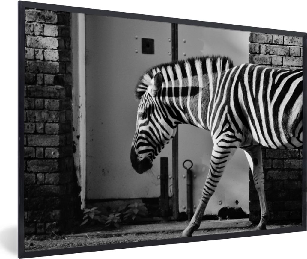 MuchoWow Gerahmtes Poster Zebra - Wand - Tür - Tiere - Schwarz und weiß 90x60 cm - Poster mit Schwarzem Bilderrahmen Wandposter Rahmen Foto Bil...