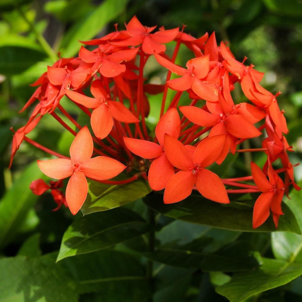 Ixora coccinea (kwiat pawia)  – 3 nasiona Zdjęcie produktu 