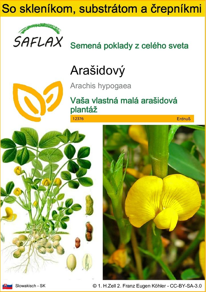 SAFLAX Kultivačný set - Arašidový - Arachis hypogaea - 8 Obrázok produktu 