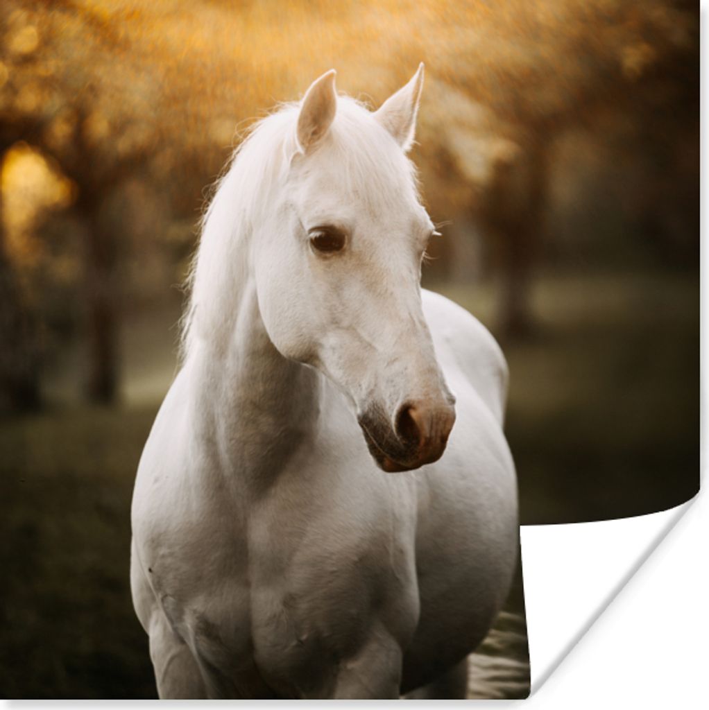 MuchoWow Poster Pferd - Sonne - Herbst - Tiere - Natur 50x50 cm - Wohnzimmerdekoration