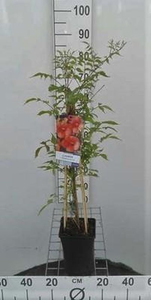 Campsis tagl. 'Solo Rosso' - Trompetenblume 50-60 cm | Topf