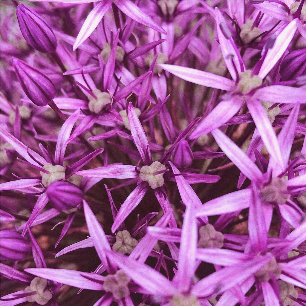 Fototapete 364125 Vliestapete Blumen Floral 212 x 265 cm Rasch Selection Lila