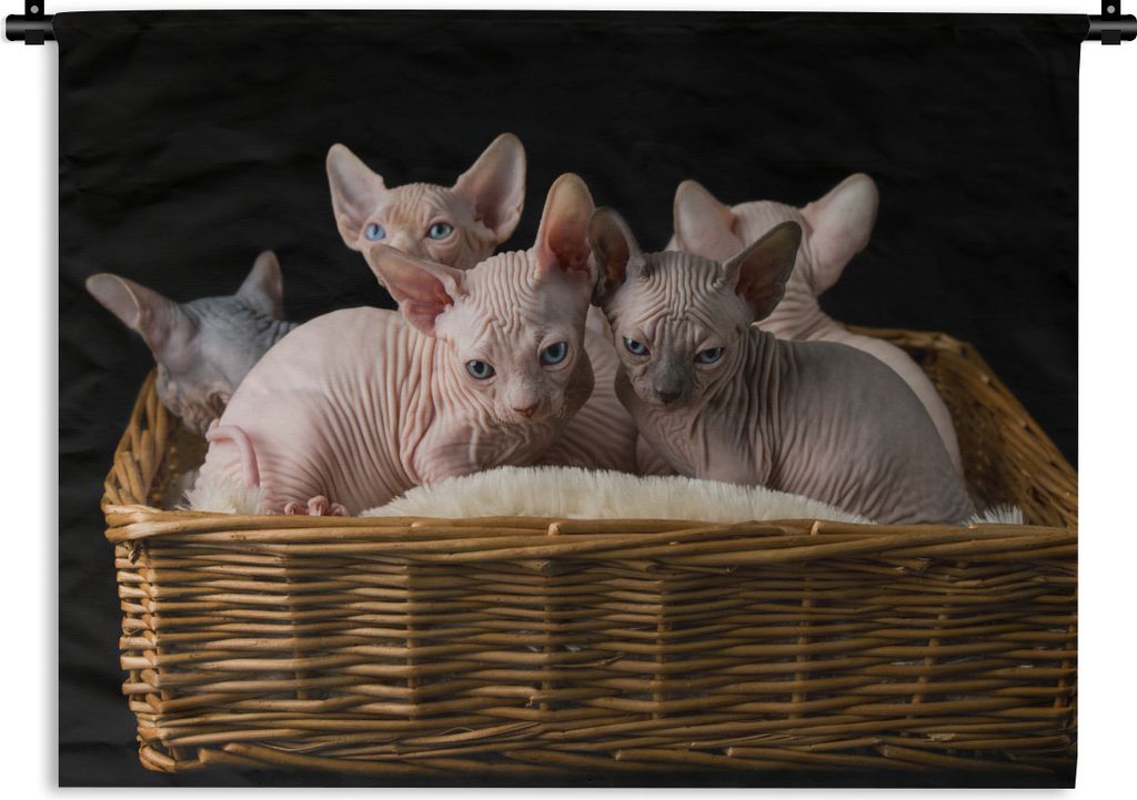 MuchoWow Wandteppich Wandbehang Korb voll mit Sphynx-Kätzchen 90x67.5 cm Tapisserie Dekoration Wandtuch - Fototeppich - Wand-Skulpturen