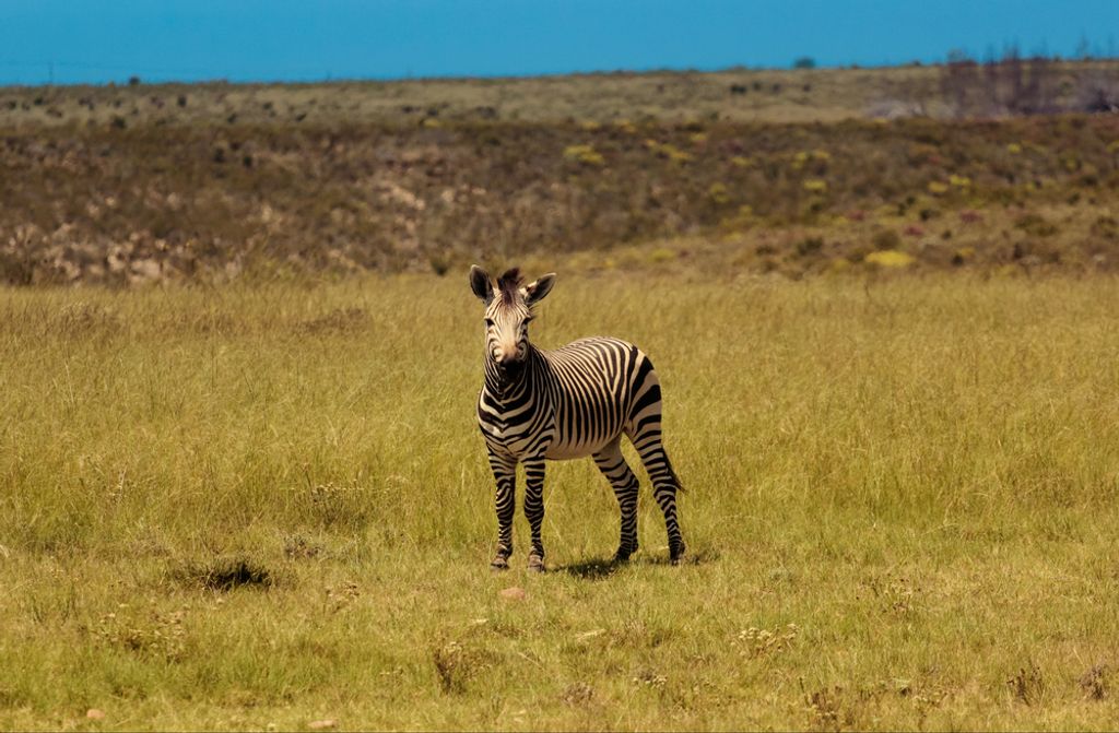 hansepuzzle 75494 - Zebra Puzzle, 500 Teile, Tierwelt, 46,0 x 30,0cm mit hochwertiger Aufbewahrung, Kartonbox und wiederverschließbarem Beutel