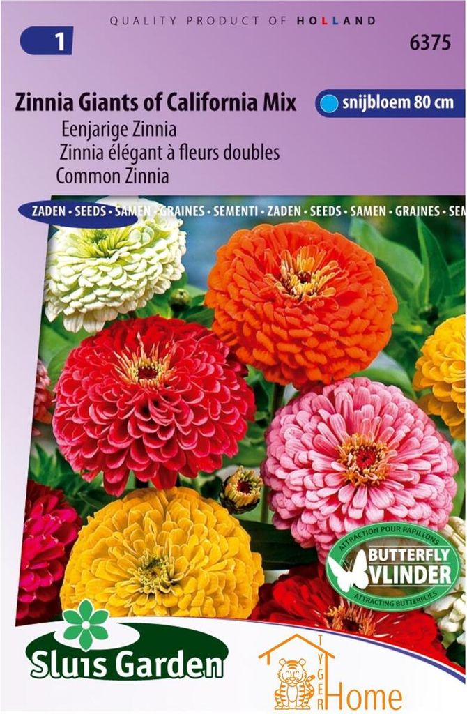 Zinnia Giants of California Mix Seeds - Einjährige Zinnien für bunte, große Blüten in Garten und Topf