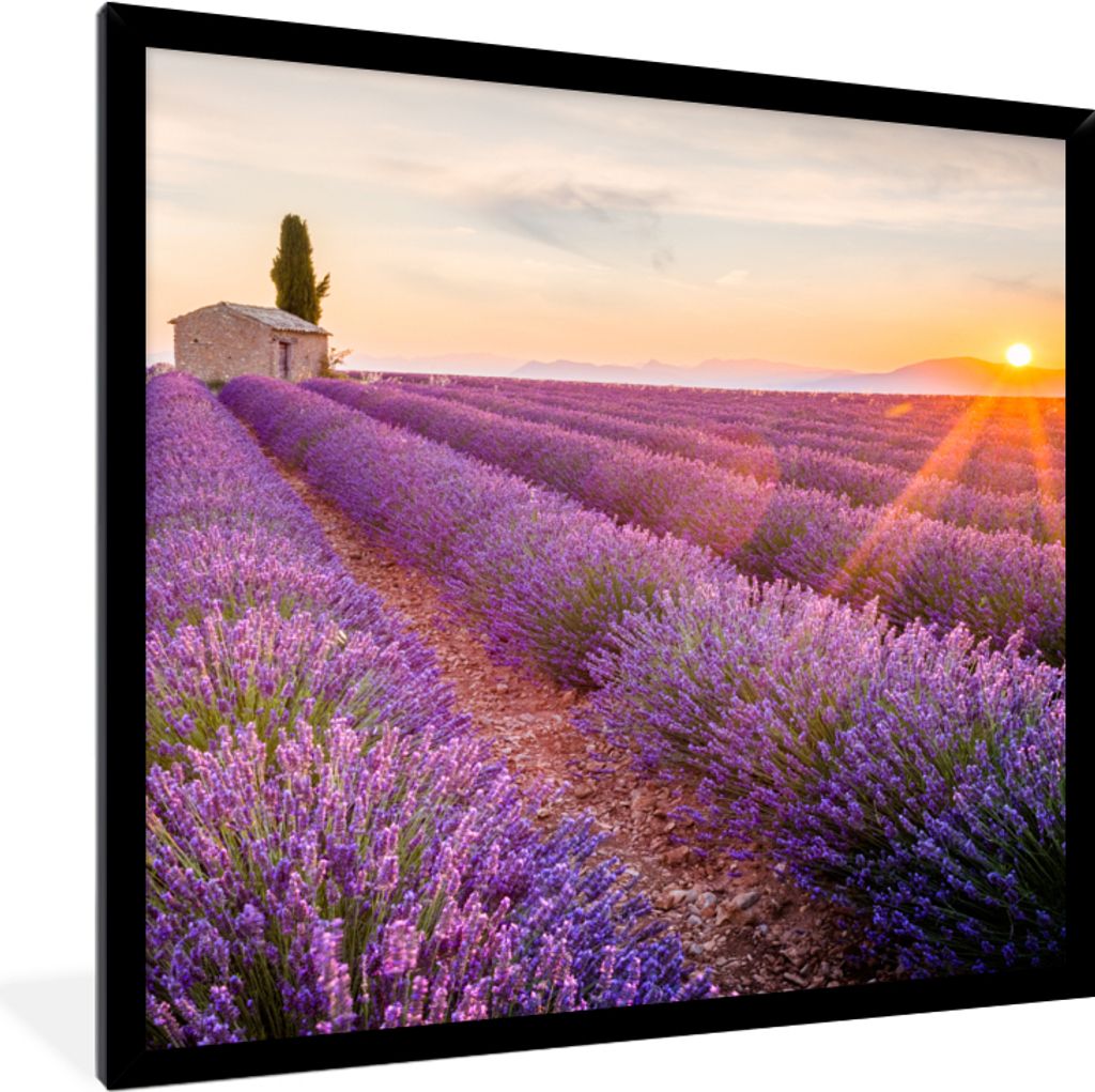 MuchoWow Gerahmtes Poster Lavendel - Sonnenuntergang - Blumen - Lila 40x40 cm - Poster mit Schwarzem Bilderrahmen Wandposter Rahmen Foto Bilder -...